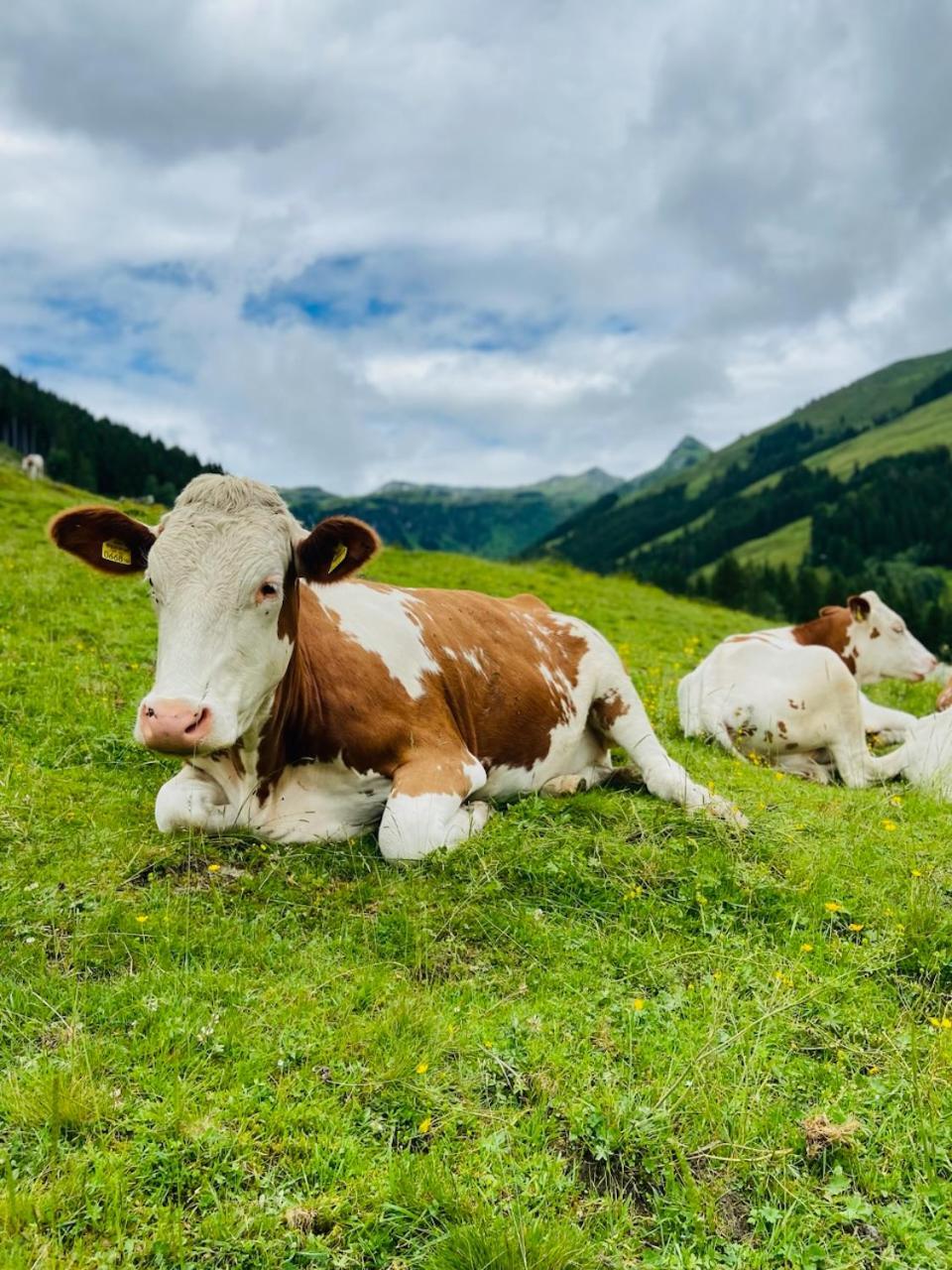 Appartement Mountain & Fun Saalbach-Hinterglemm Dış mekan fotoğraf